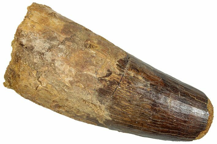 Fossil Spinosaurus Tooth - Feeding Worn Tip #294003